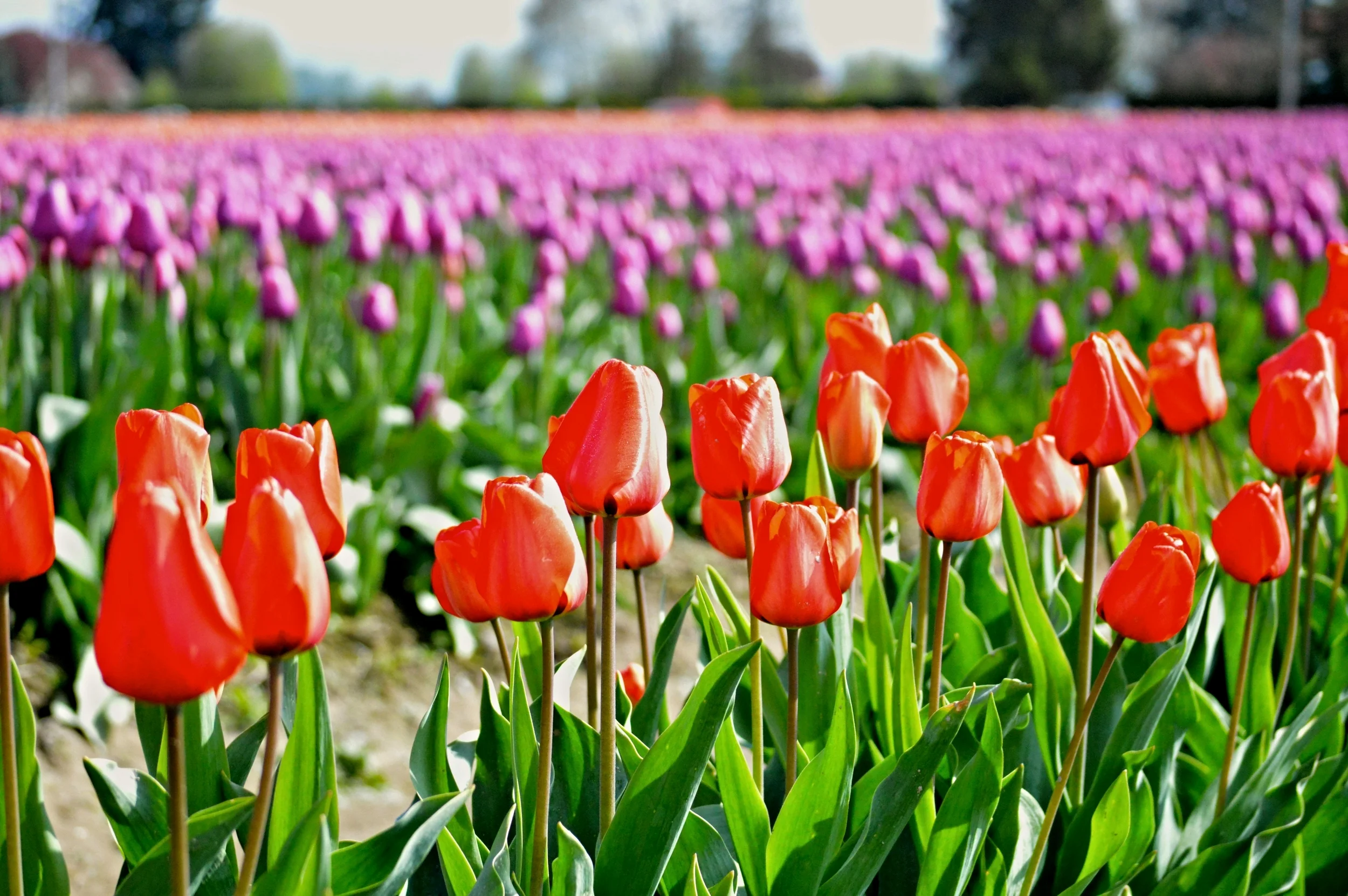Tulips_Skagit_Festival.jpg