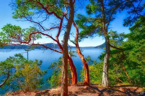Views on the trail from the parking area down to the beach at Obstruction Pass State Park.