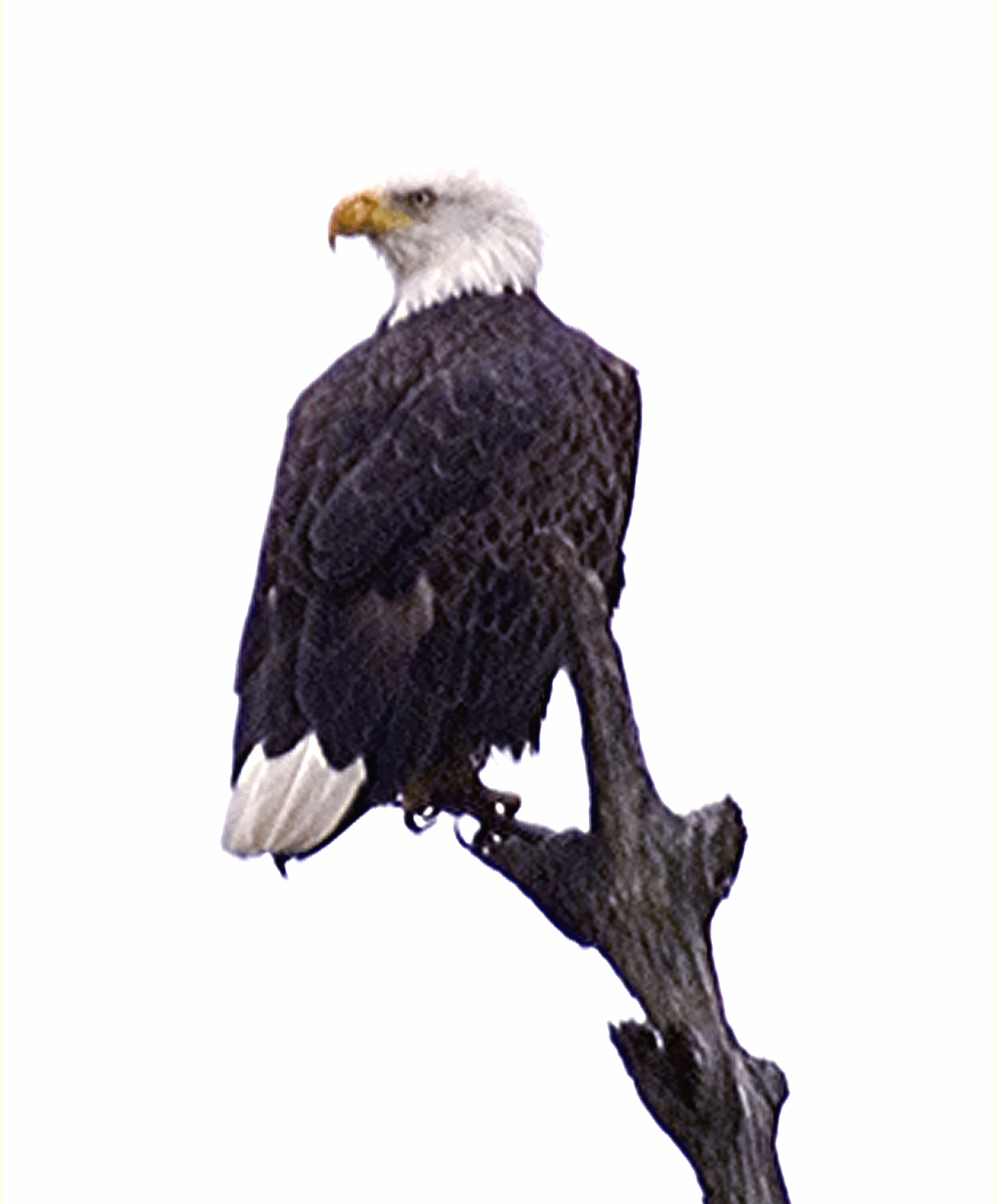 Eagle11.gif