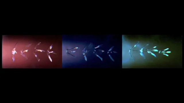   12 screen video installation piece, commissioned by the Sketch Gallery, London.    The Imaginary Underwater Society seeks to express the complexities of social interaction. Drawing upon a fascination with the underwater world and the interactions o