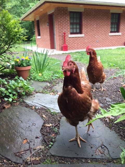 Pump House chickens