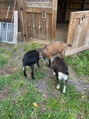 Gote+2.webp