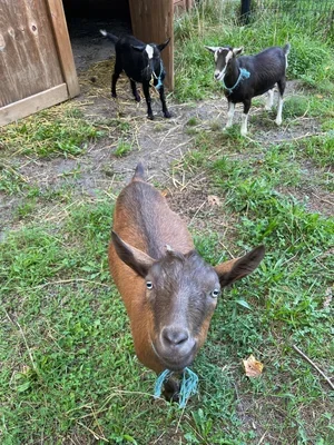 Goat+1.webp