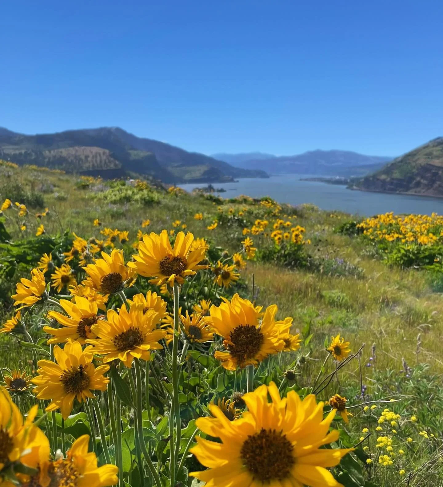 Finally ✅ a PNW bucket list on Sunday and strolled through the wildflowers on display in the Gorge. We even saw 2 bald eagles soaring overhead! Had a good hike and good hang. 🏔️🌻