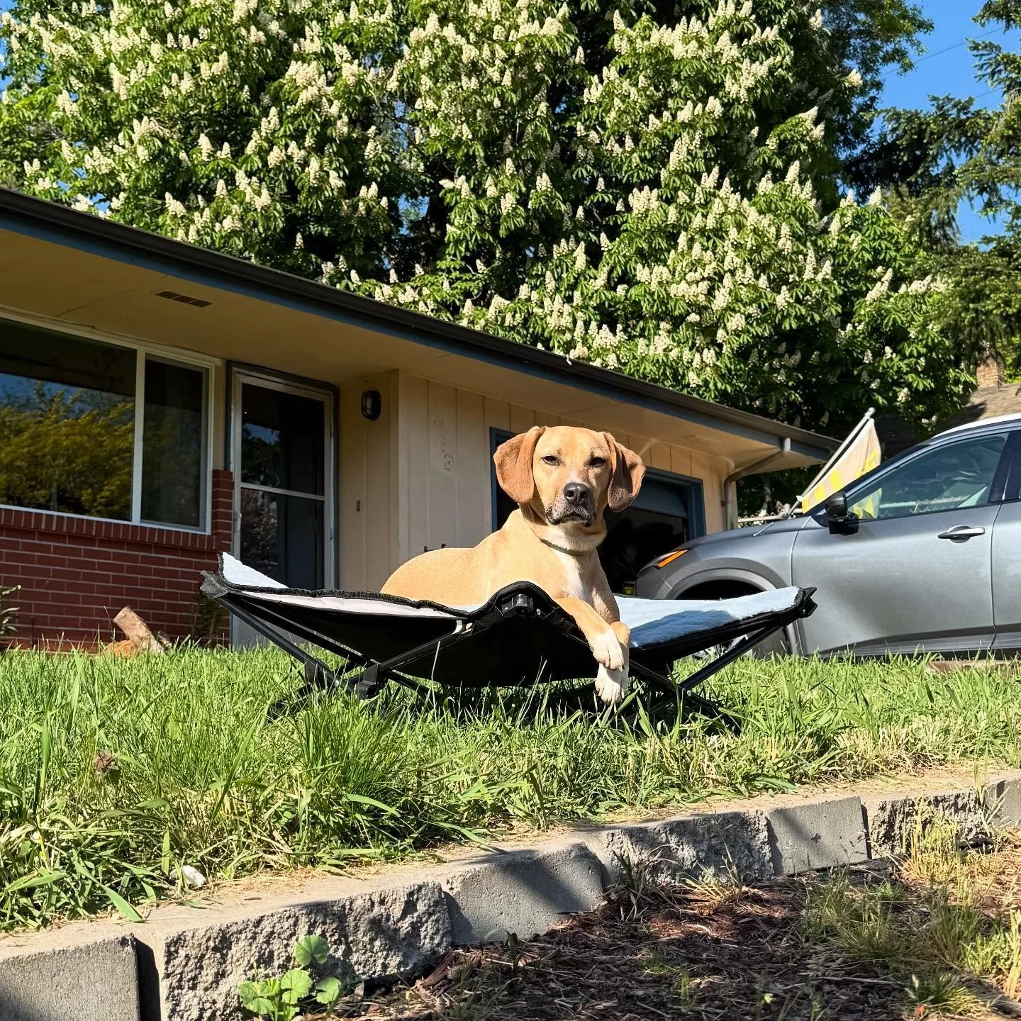 Planted some stuff in my front yard this weekend with the dutiful Dash sitting on his perch watching the street. Met a few neighbors going by who were adoring of my cute watch dog. He only chased a cat once. Wish he would have helped me dig holes. 😜