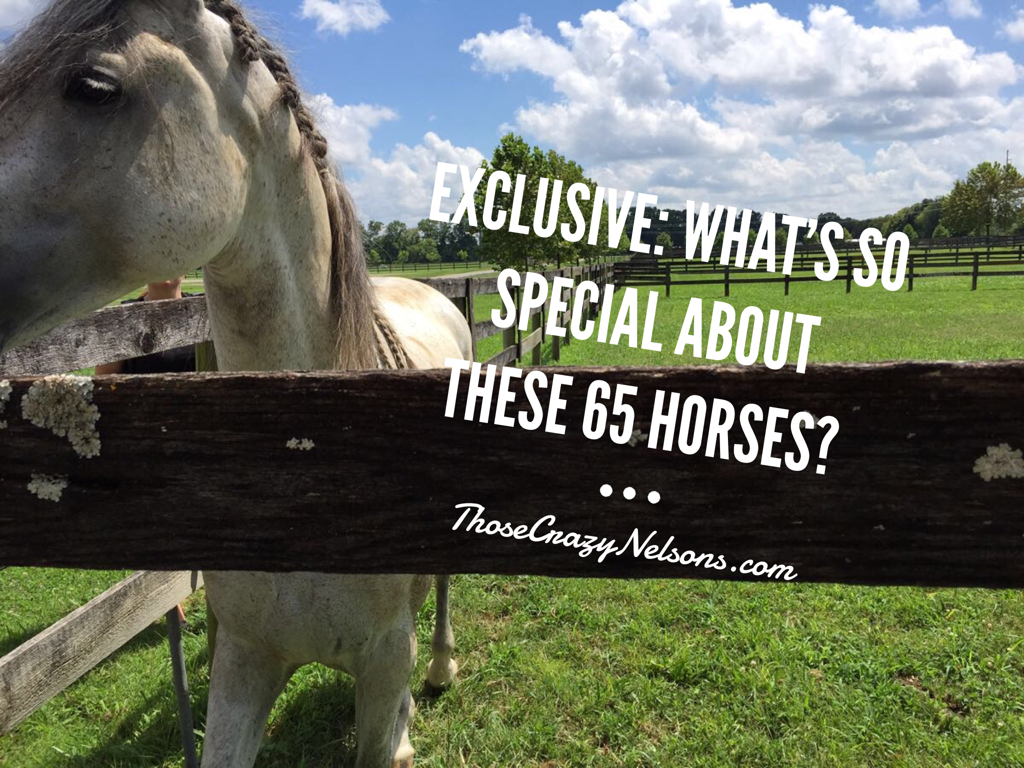 Exclusive: What's so special about these 65 horses in Nashville?