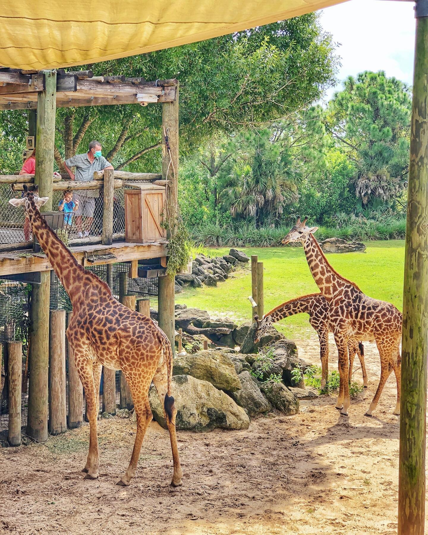 It&rsquo;s not Africa.
AD: It&rsquo;s @brevardzoo in @floridaspacecoast...
➡️The only place in North America where you can: 
✅ take a kayak 🛶 tour through the zoo to see animals 
AND 
✅ feed giraffes 🦒 
...all in the same morning.

🚙link to road t