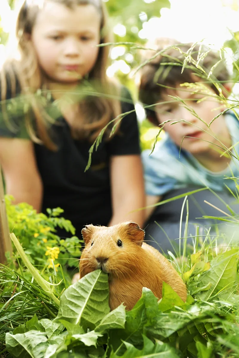 meerschweinchen.jpg.webp
