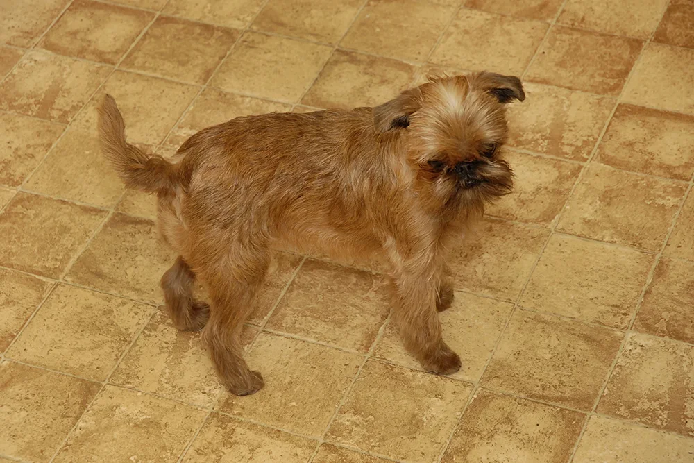fifi.jpg.webp