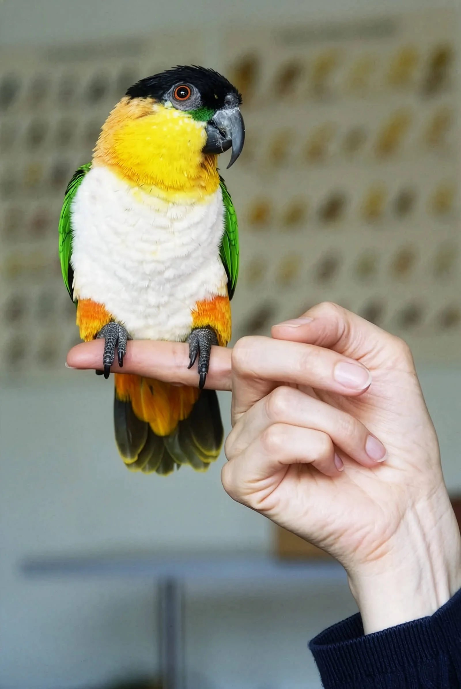 birdy.jpg