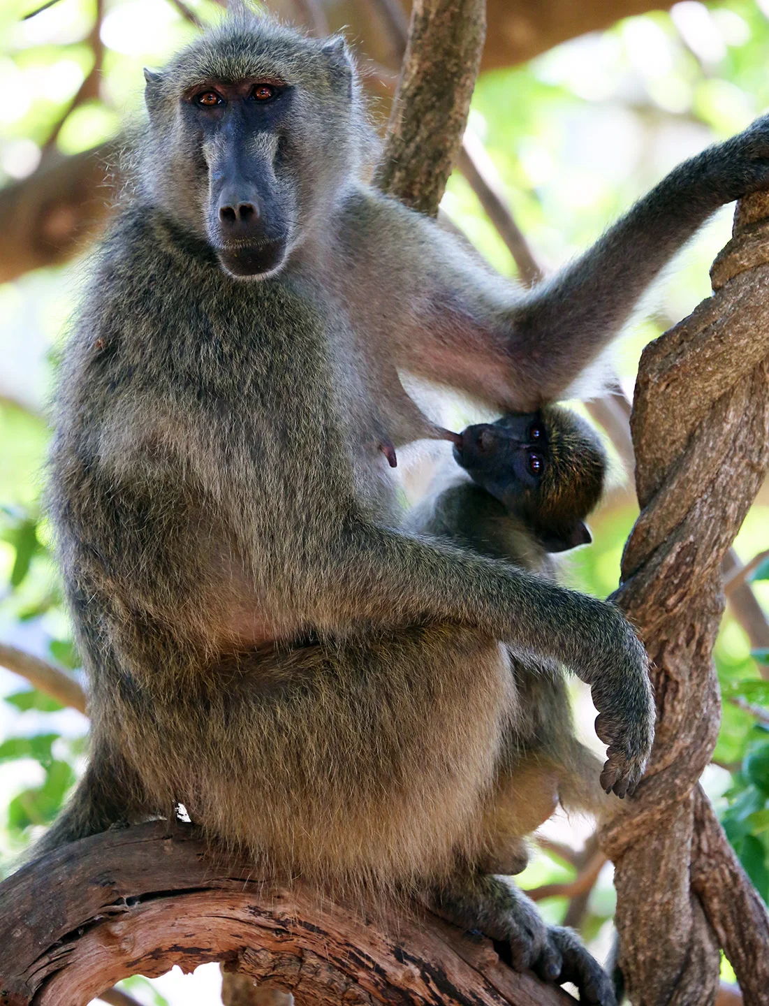 Lunchtime in Kruger National Park