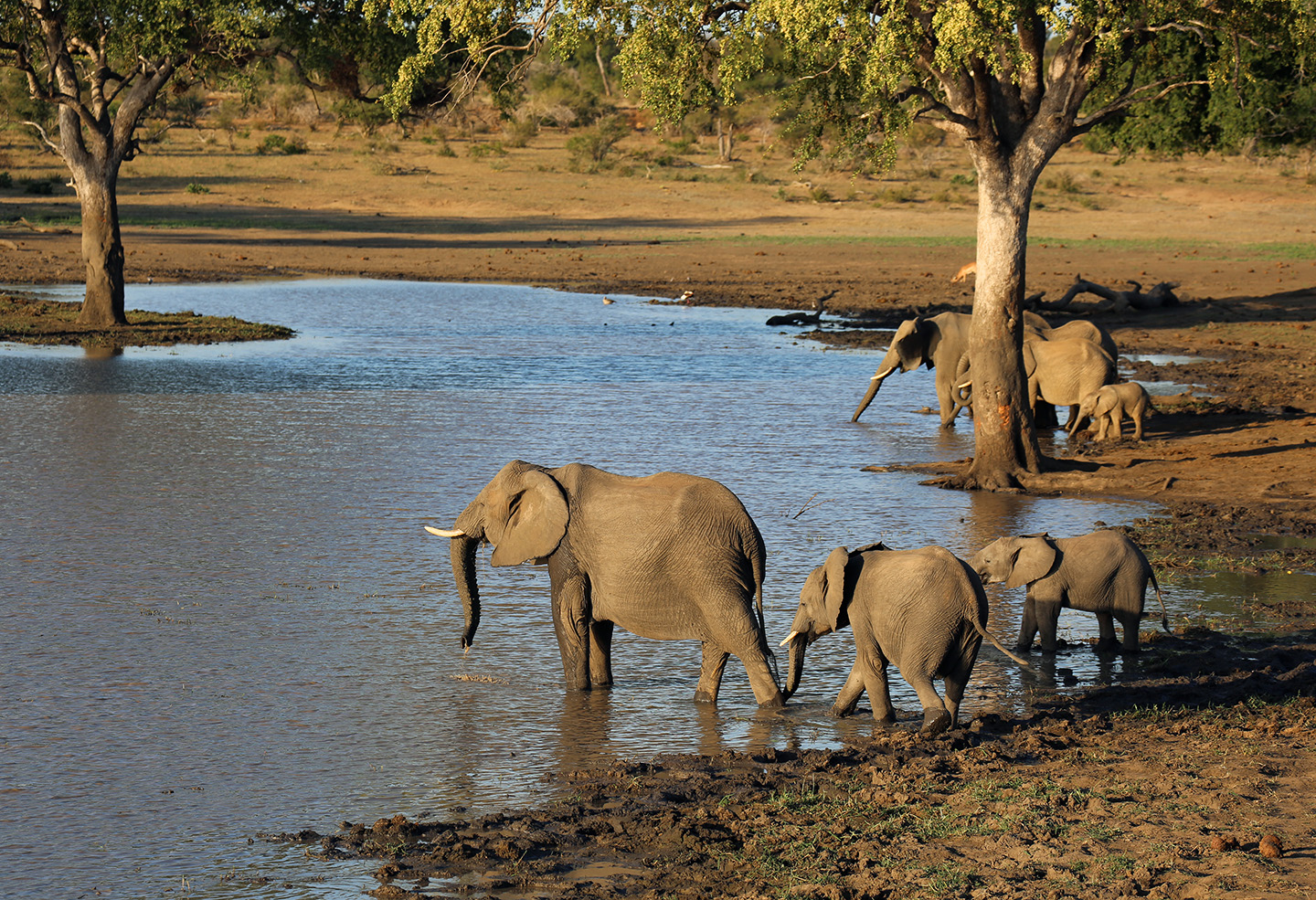 Family Outing, Kruger National Park.