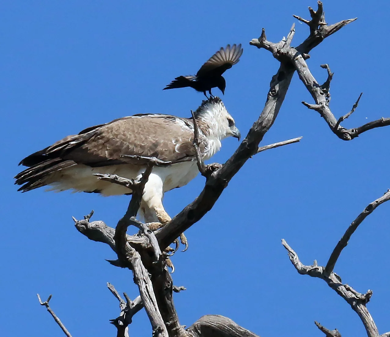 Checking for Bugs: A New Pecking Order, Kruger National Park