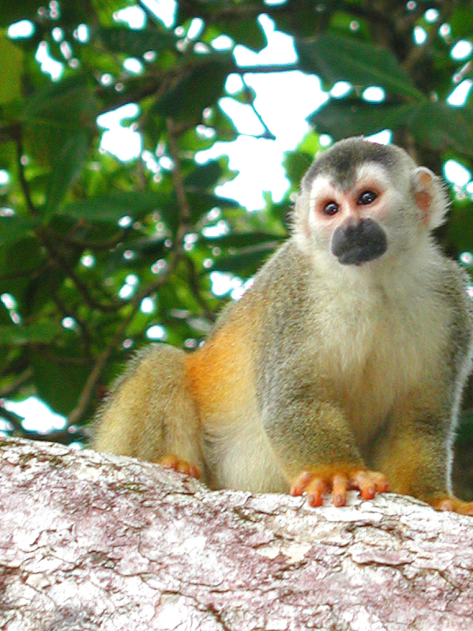 Monkey Business #3, Manuel Antonio Park, Costa Rica