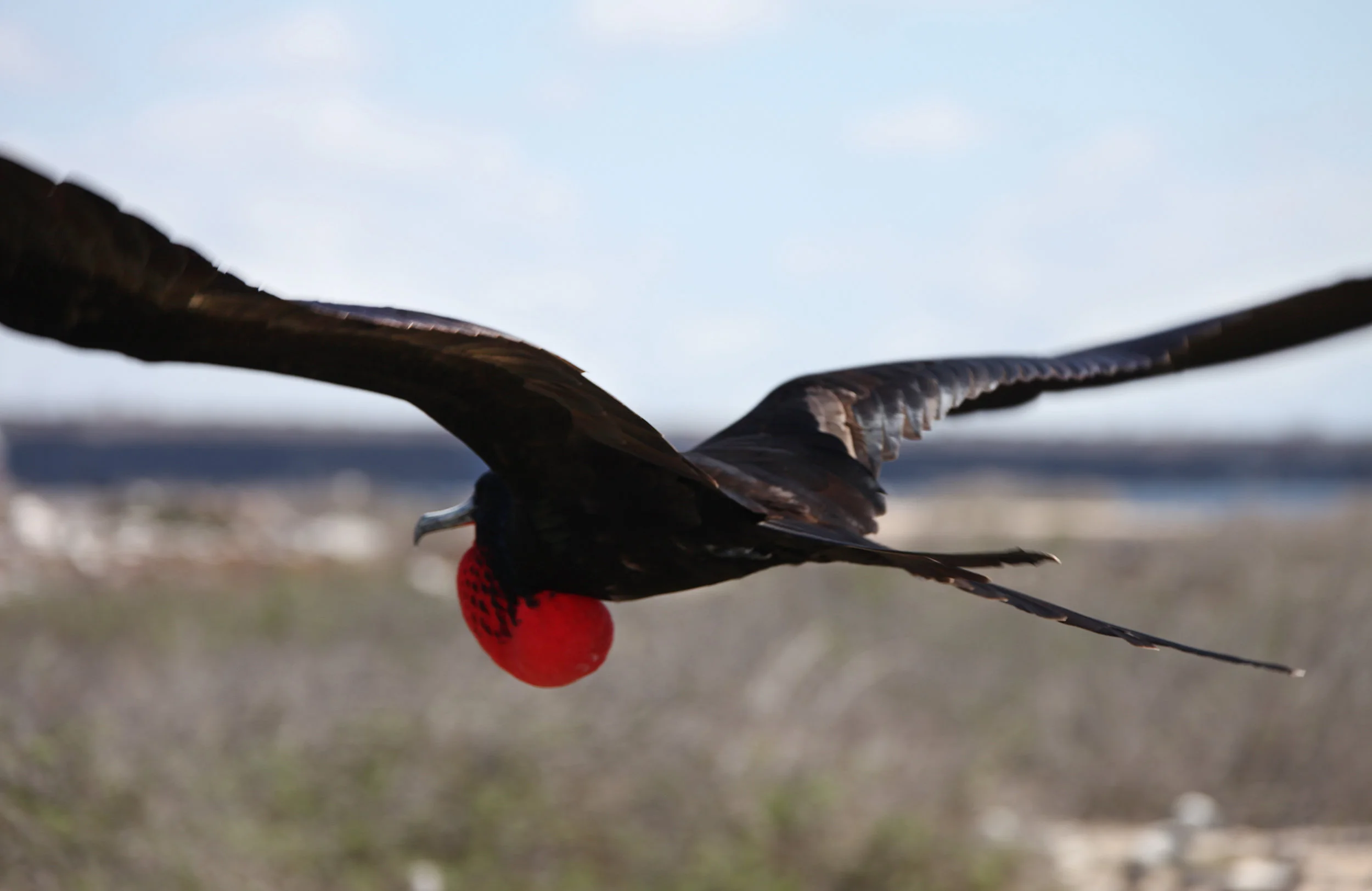Bird In Flight, Galapagos Islands