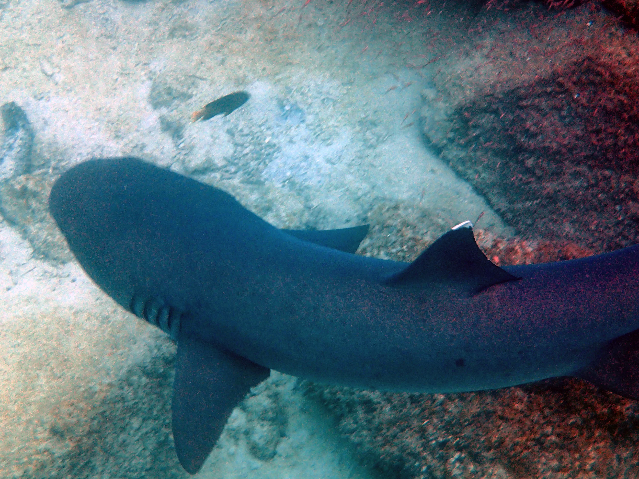 Jaws #1, Snorkeling, Galapagos Islands