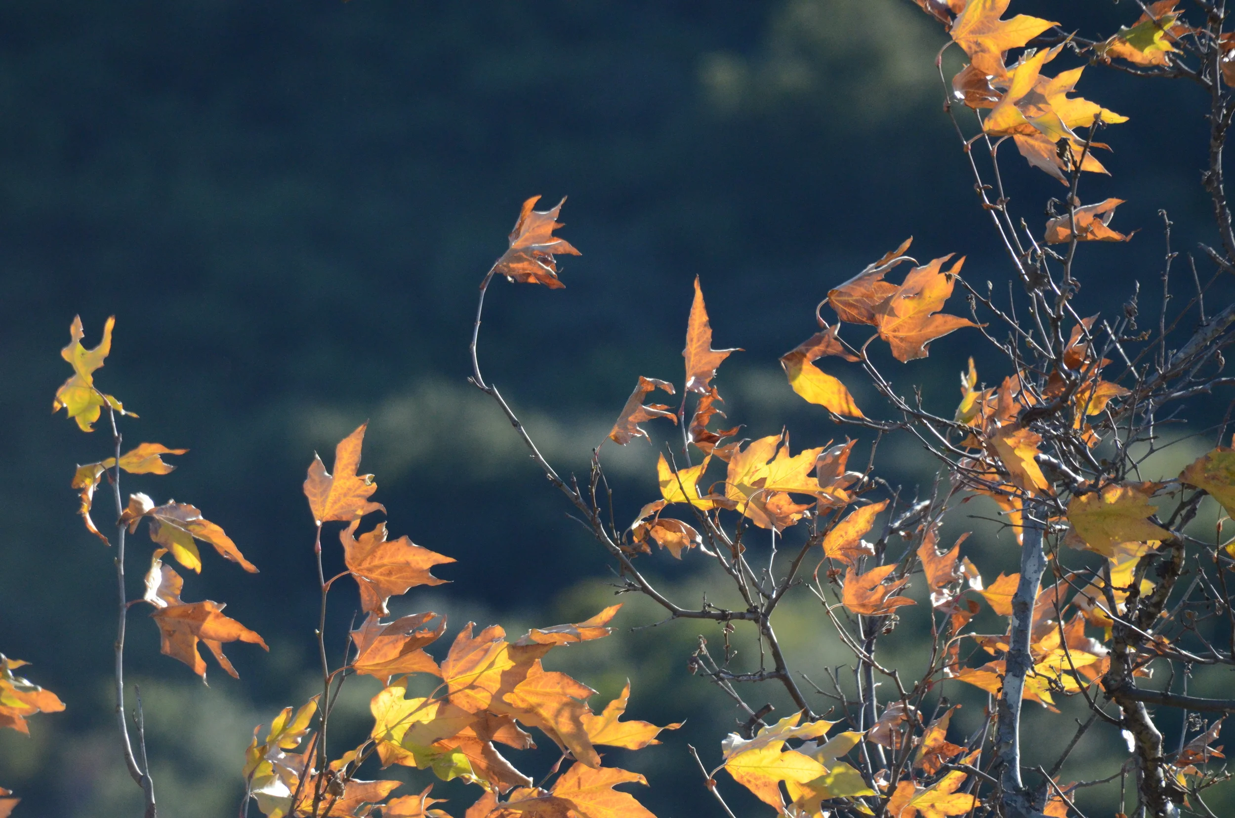 Sycamore Canyon, Pt. Mugu State Park, Thousand Oaks