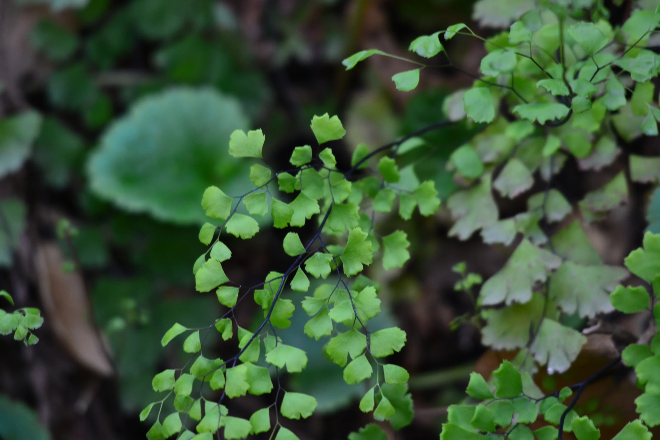 Native Flora, Windmill Waterfall, Pt. Mugu State Park, Thousand Oaks