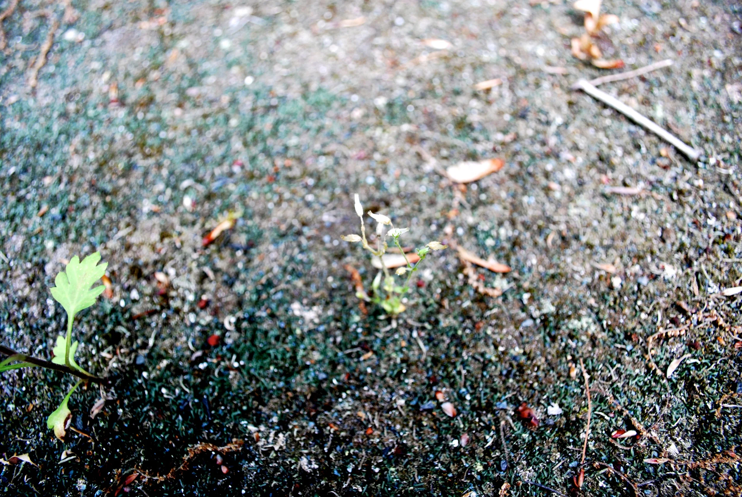 DSC_0077.JPG