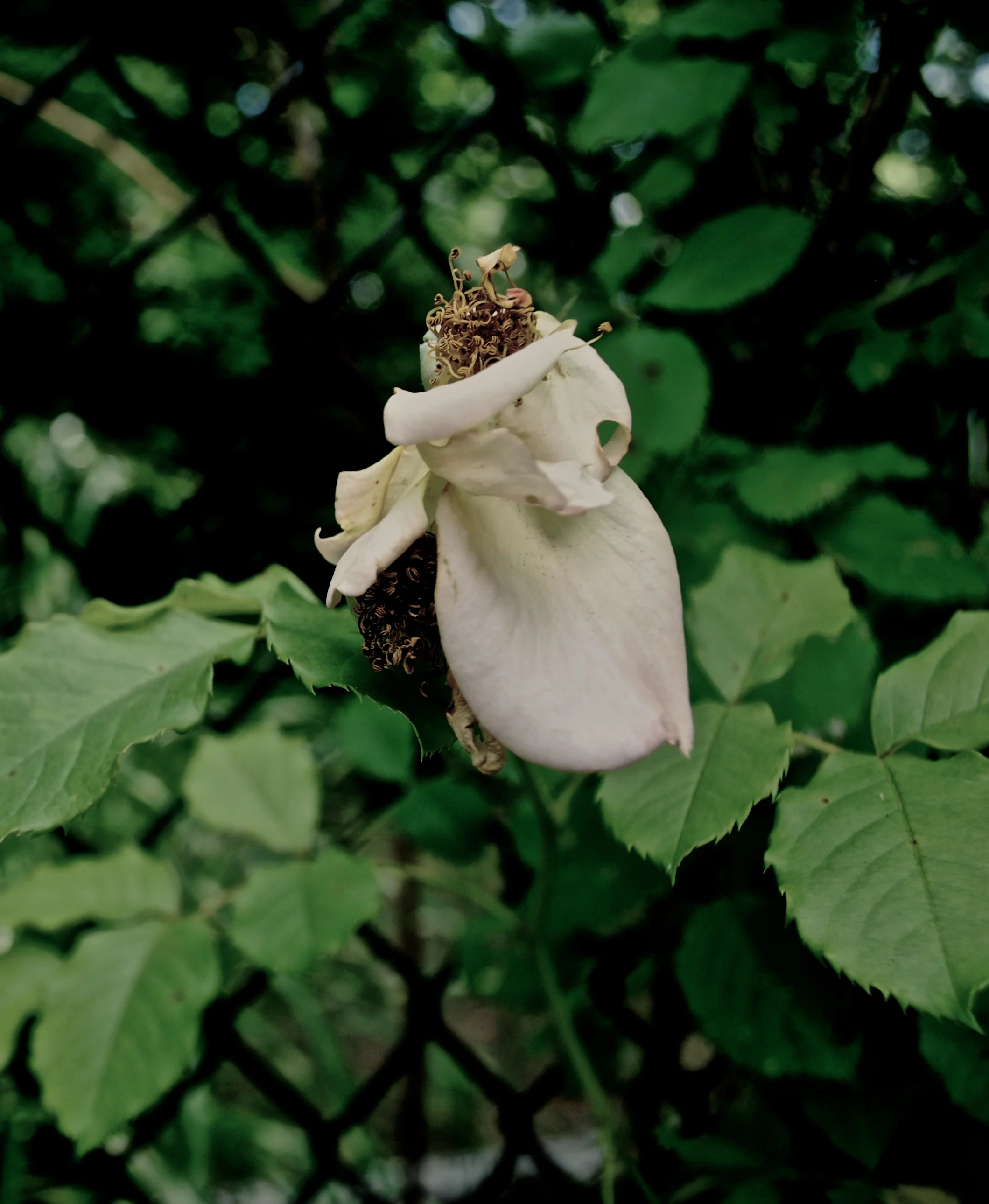 DSC_0033.JPG