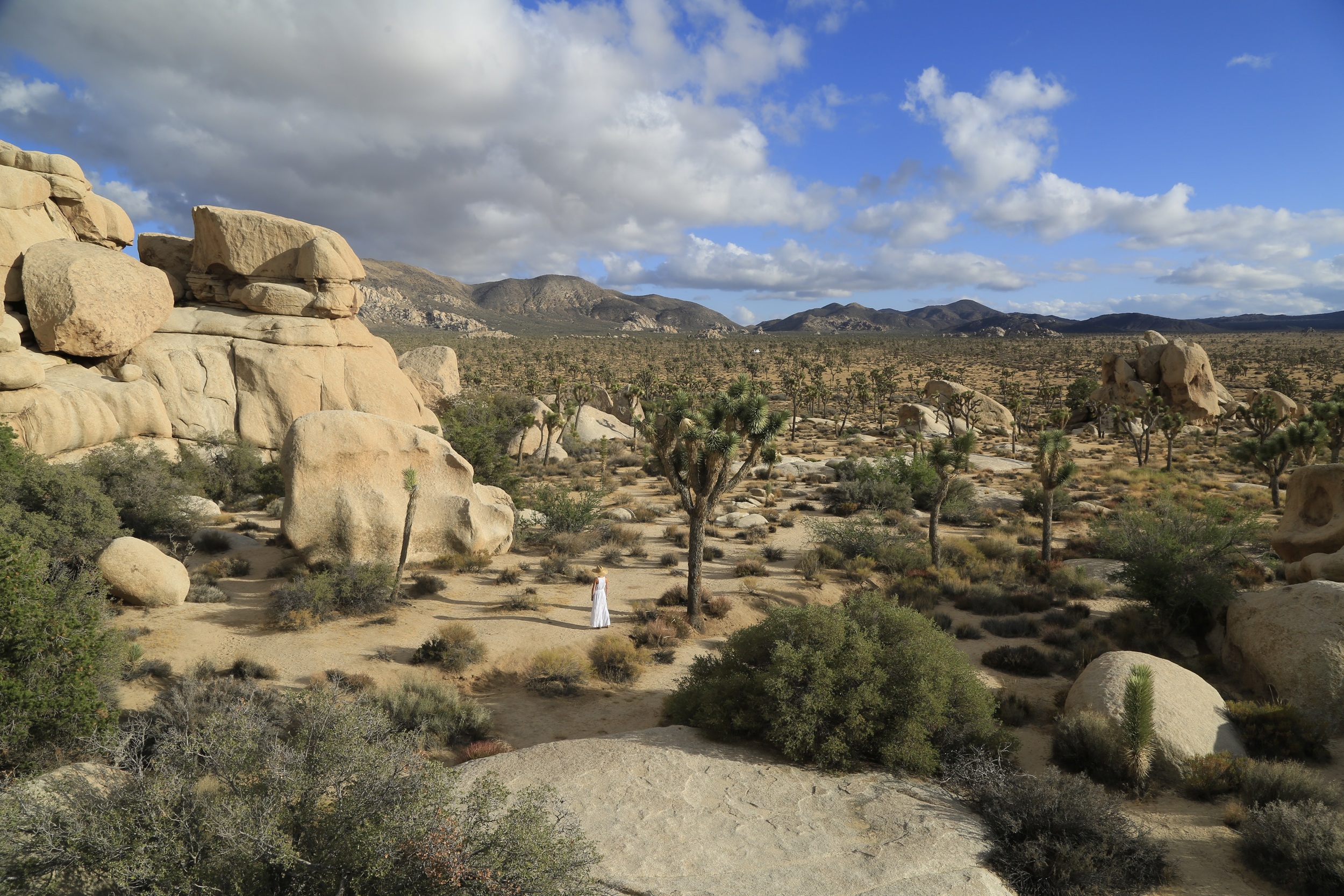 Joshua Tree, 2015