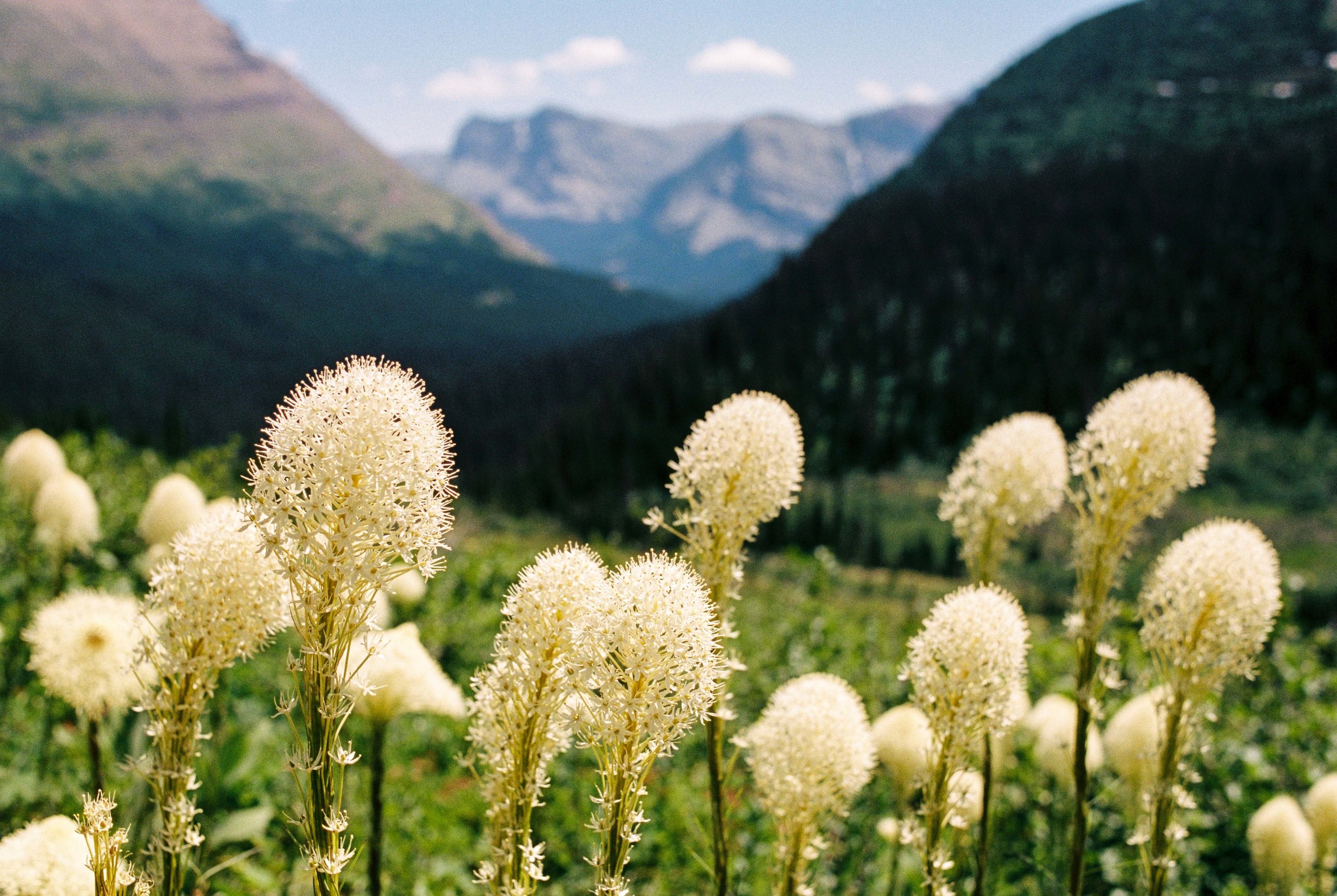 "Beargrass Fields Forever" Glacier National Park, MT (July 7, 2017) As the eloquent, highly quotable Ranger Doug said it best, this summer offered a "once in a lifetime beargrass moment." 