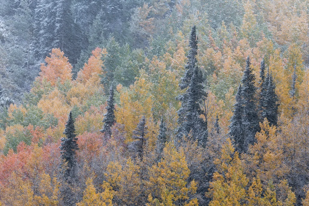Autumn Blizzard - I