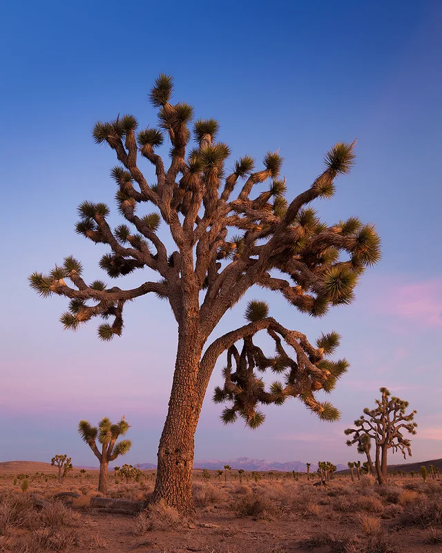 A Joshua tree in Death Valley National Park