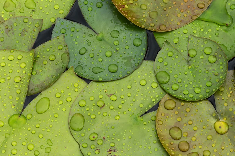 Lily Pads #3