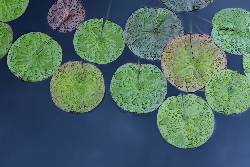 Lily Pads #1