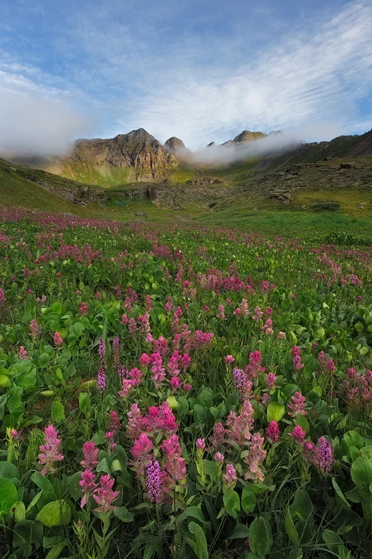 Summer wildflowers in a high alpine basin, Colorado
