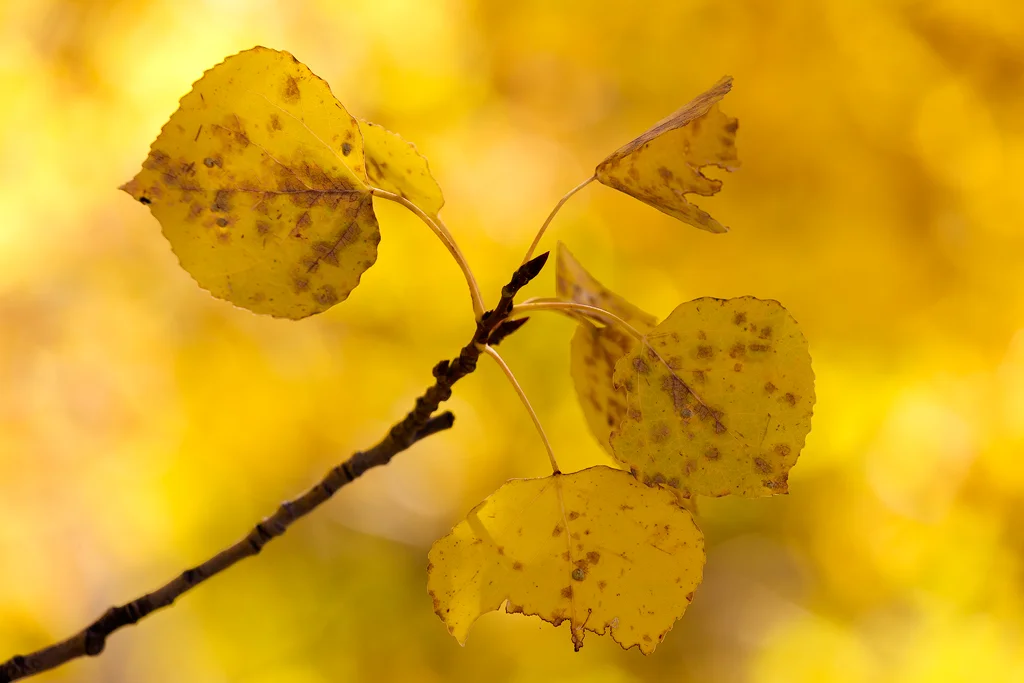 Aspen Afternoon