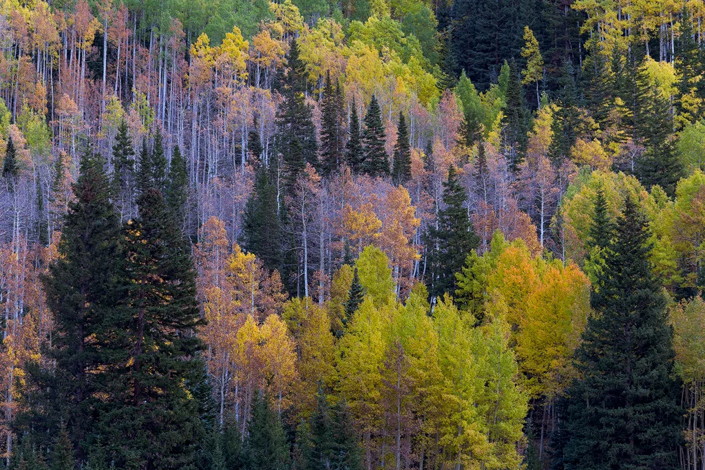 Autumn Tapestry III