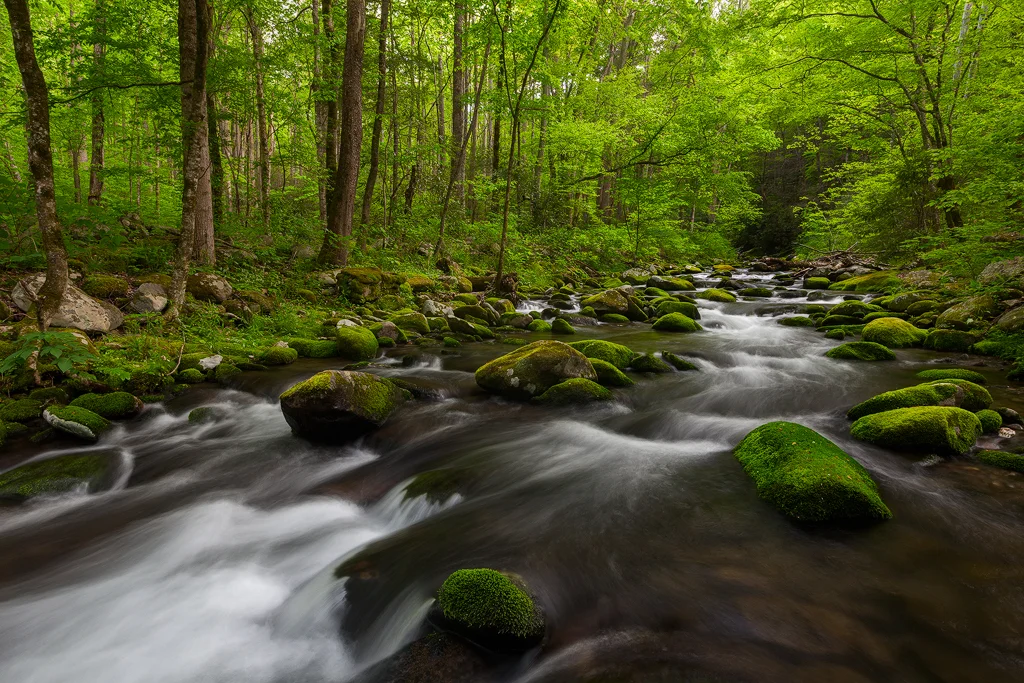 Smokies Stream