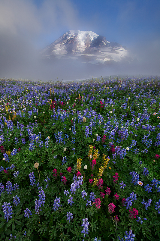 Rainier Foggy Morning