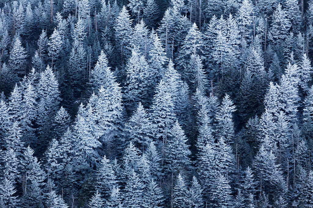 Frosty trees, Great Smoky Mountains National Park