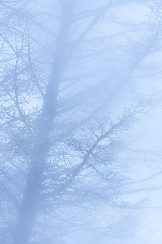 Geothermal mist swirls around an ice-covered tree, Yellowstone National Park