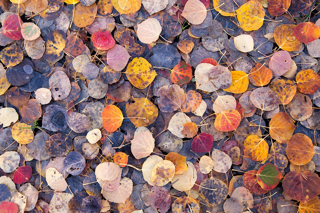 A carpet of colorful aspen leaves in Colorado