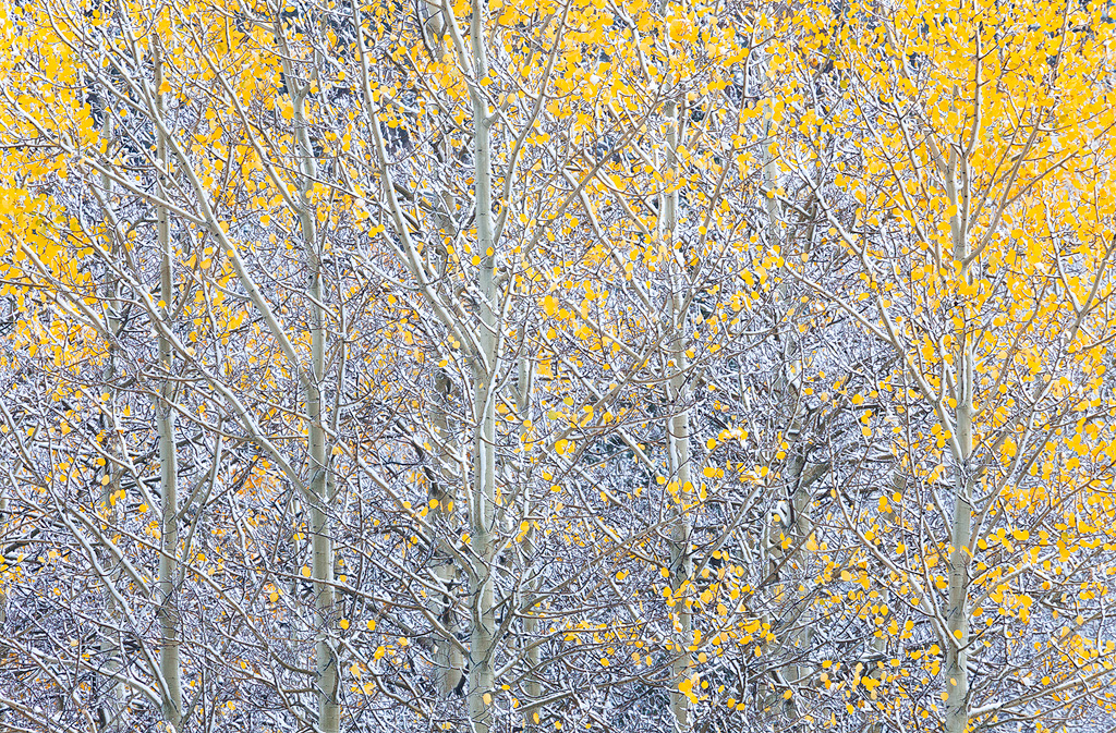 The last few leaves cling to an aspen tree in Colorado. 