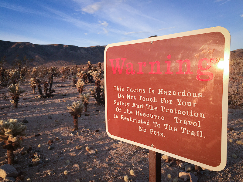 Yes, this cactus is hazardous. 