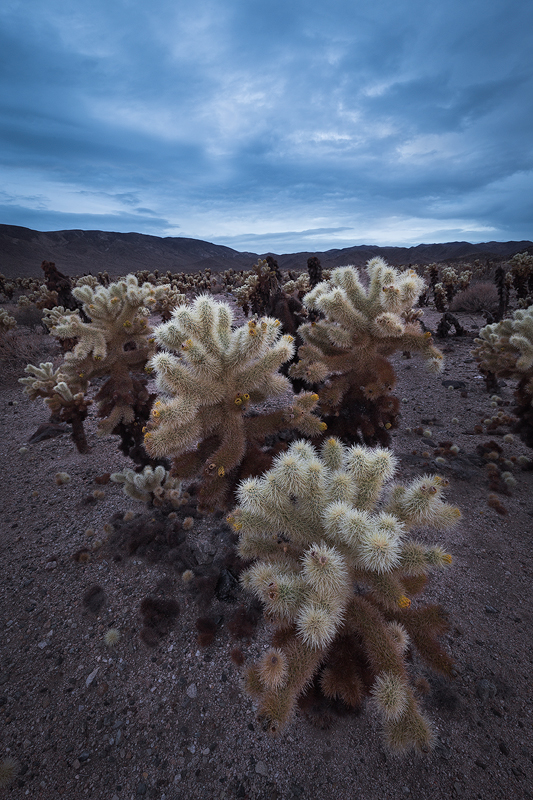 The Cholla Cactus Garden during a stormy sunrise. 