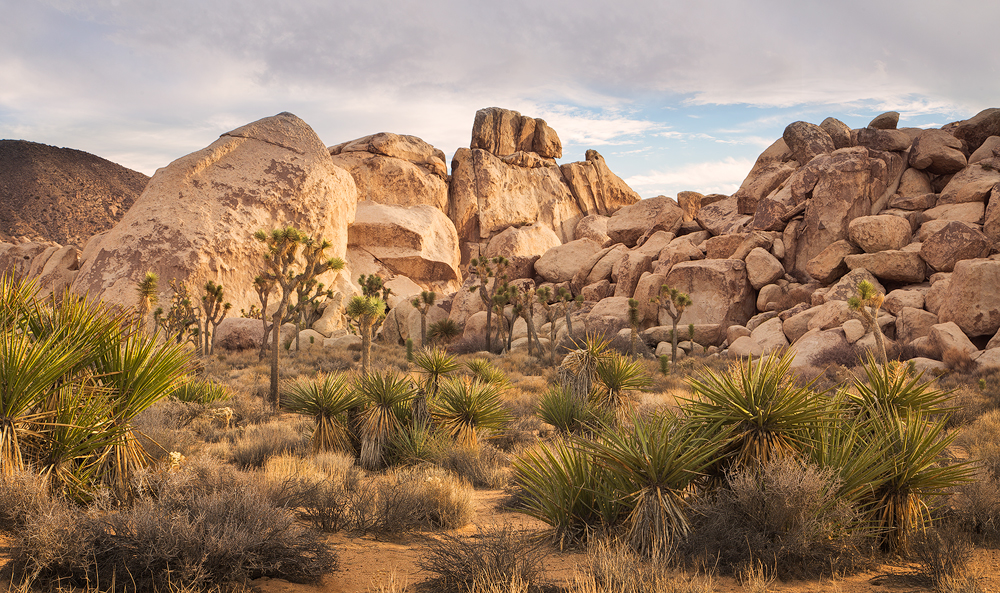 Jumbled granite rocks, Joshua trees, and mojave yuccas in Joshua Tree National Park. 