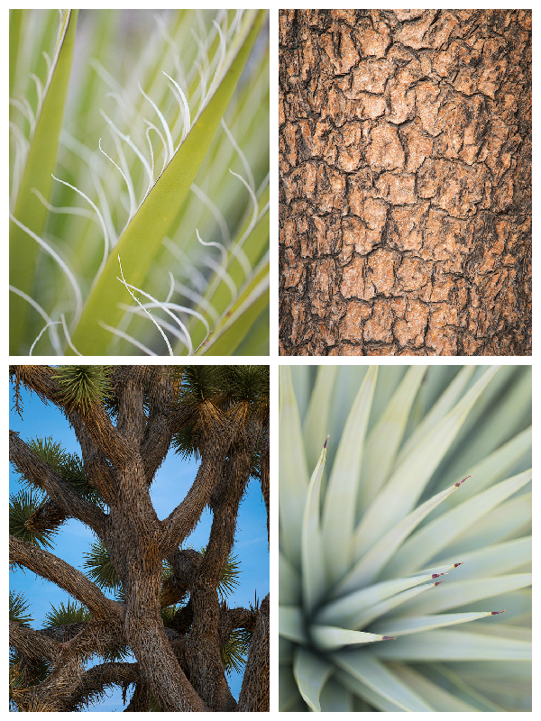 Abstract renditions of a mojave yucca, Joshua tree bark, limbs of a Joshua tree, and Joshua tree tines. 