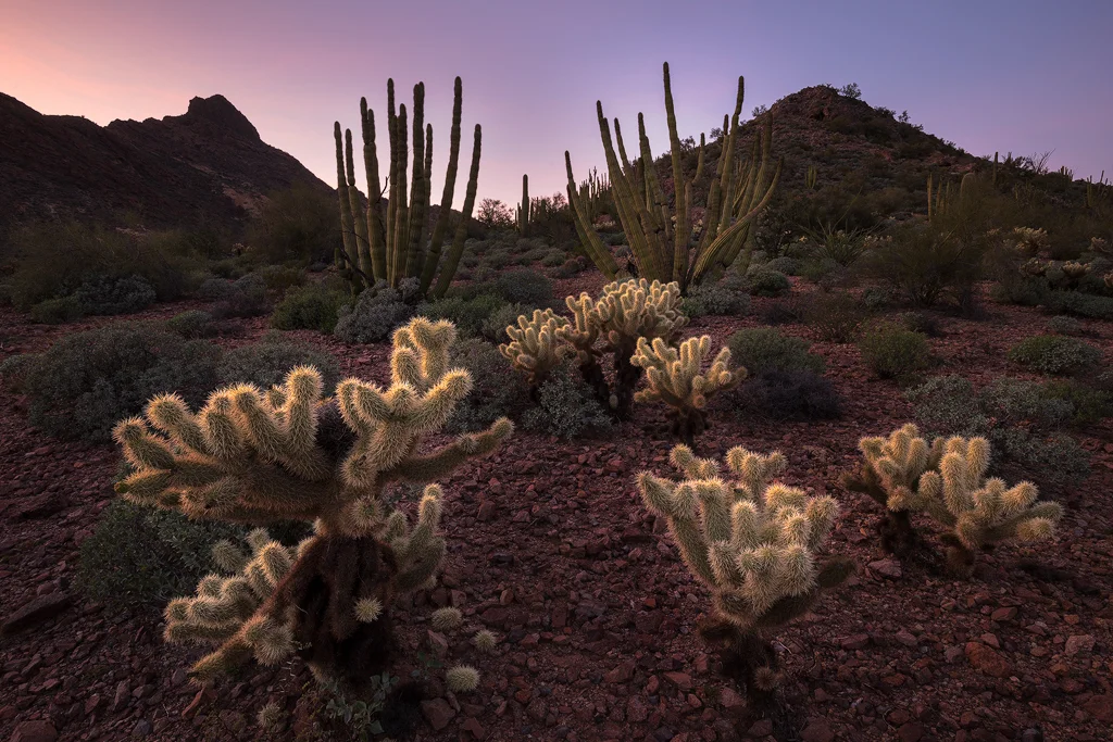 Twilight Symphony, Organ Pipe Cactus National Monument