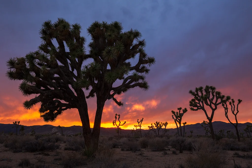 Guardians of the Desert, Joshua Tree National Park