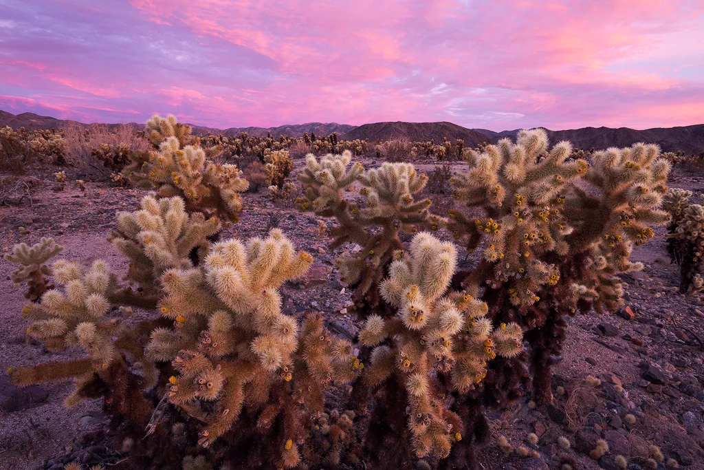 Warm and Fuzzies, Joshua Tree National Park