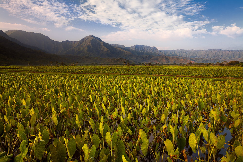 Hanalei Taro Fields, Kauai 