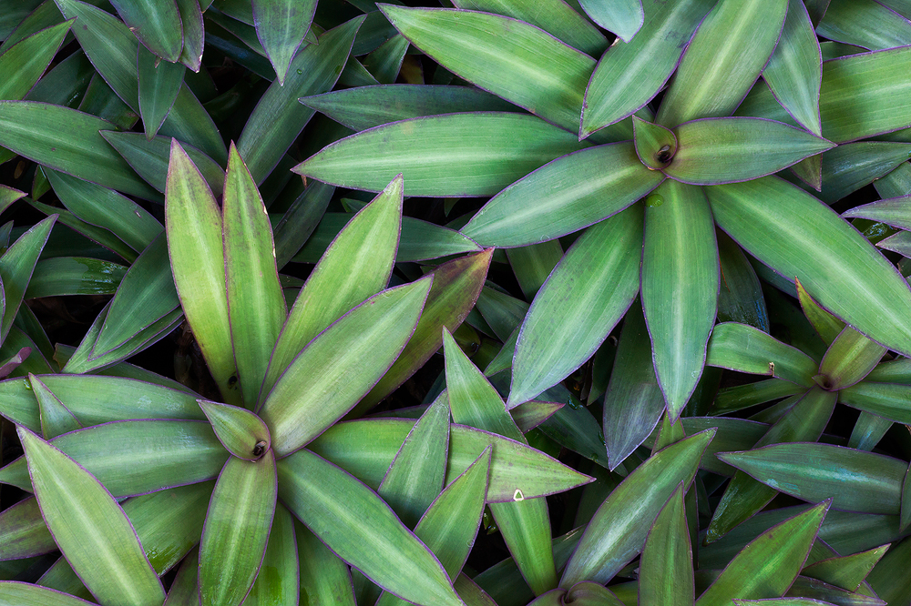 Plants at the McBryde Tropical Garden, Kauai