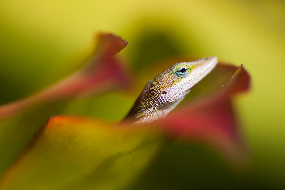 Anole lizard at the McBryde-Allerton Tropical Garden complex, Kauai