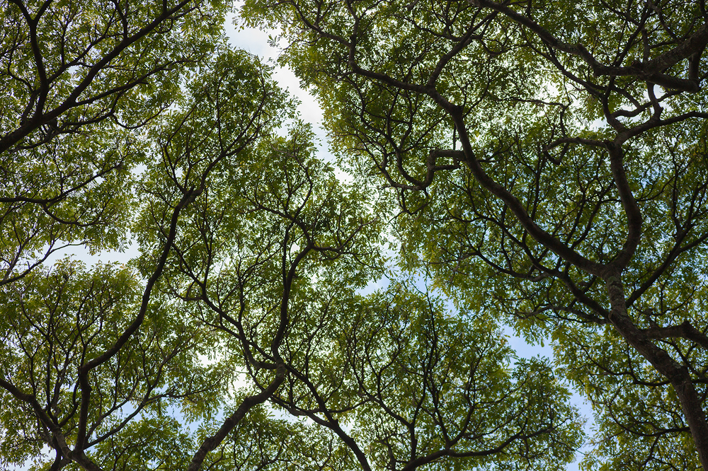 Tree canopy, Kauai
